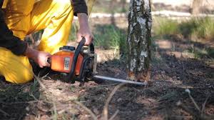 Professional Tree Care in Walton Park, NY