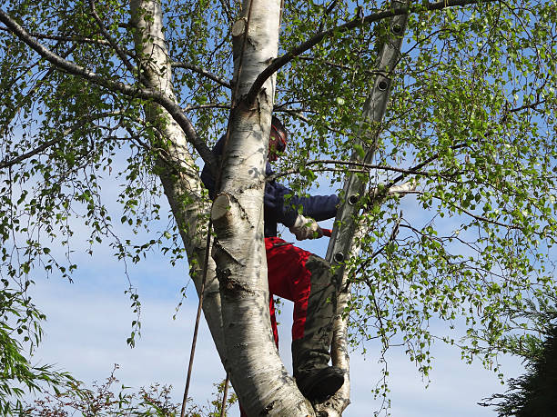 How Our Tree Care Process Works  in  Walton Park, NY